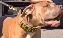 Pit Bull Joins Louisiana Tribal Police Force, Helps Make Over 30 Arrests