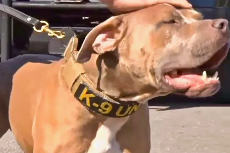 Dozer, a pit bull who joined the K-9 unit of the Chitimacha Tribal Police Department, helped make over 30 arrests since joining the police force. (Screenshot via KATC)