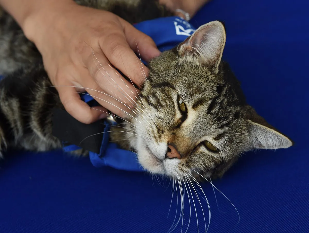 Tara a 7-year-old female cat looks out at the media after being presented with the 33rd Annual National Hero Dog Award by the SPCALA in Los Angeles, California on June 19, 2015. (MARK RALSTON/AFP/Getty Images)