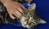 Tara the Courageous Cat that Protected Her Owner From Attacking Dog to Ride in Rose Parade