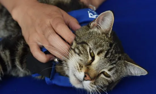Tara the Courageous Cat that Protected Her Owner From Attacking Dog to Ride in Rose Parade