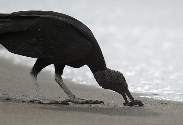Epoch Times Photo