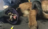 Mountain Lion Cub with Burned Paws Being Treated with Tilapia Skin