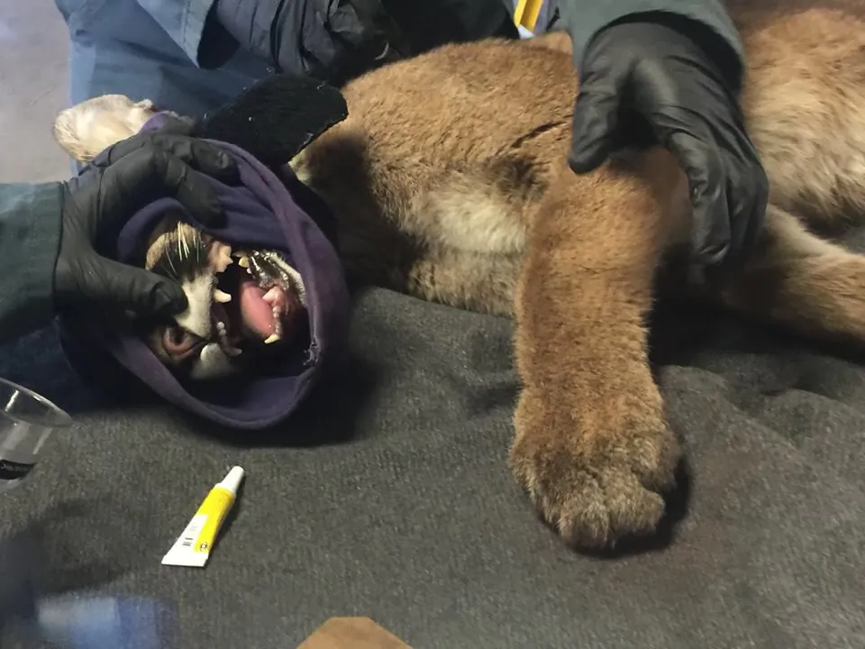 A mountain lion cub that was found in Santa Paula, California on Dec. 22, 2017, is being treated for burns on its paws with tilapia skin. (California Department of Fish and Wildlife)