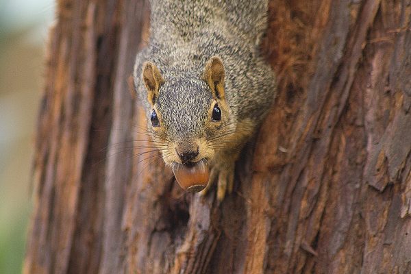 squirrel