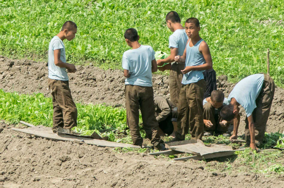North Korean soldiers work in a field on Aug. 24, 2015, North Korea.  (Xiaolu Chu/Getty Images)