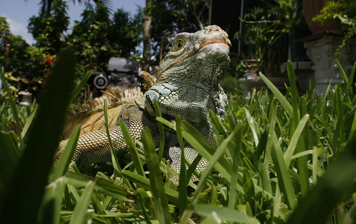 An Iguana is seen July 8, 2008 in Davie, Florida. (Joe Raedle/Getty Images)