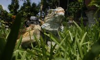 National Weather Service Issues ‘Falling Iguana Alert’ in Florida