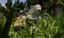 National Weather Service Issues ‘Falling Iguana Alert’ in Florida
