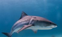 Tiger Shark With Stomach Cut and Teeth Removed Is Found on South Carolina Beach