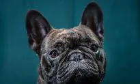Vets: Think Twice Before Buying ‘Squashed-Faced’ Dog Breeds