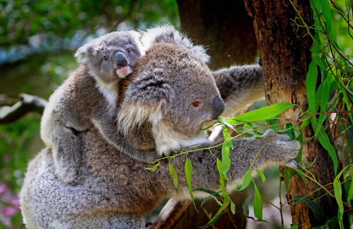 Unburnt patches are important for koalas and her joeys. (Pexels)