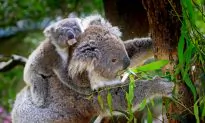 Wildlife Encounters on the Way to Work – in Australia of Course