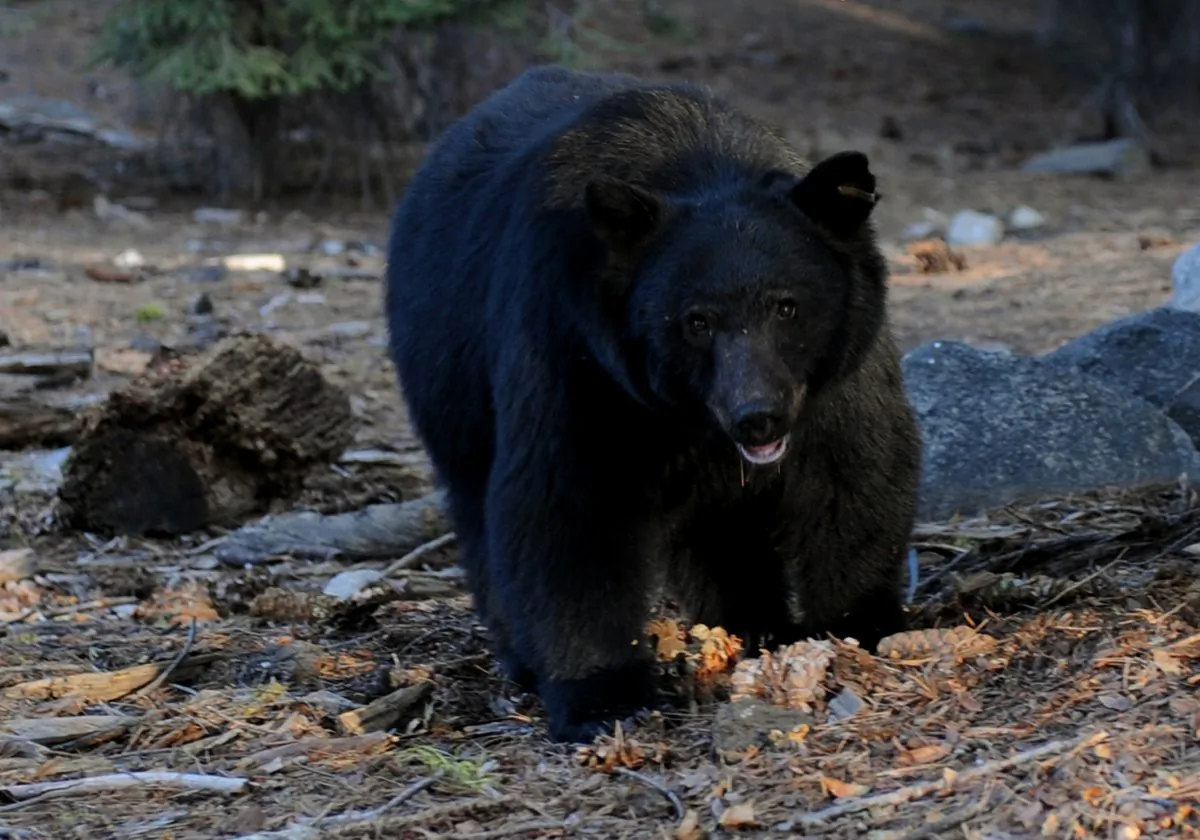 A black bear scavenges for food beside tourists near the famous General Sherman tree at the Sequoia National Park in Central California on Oct. 10, 2009. (Mark Ralston/AFP/Getty Images)