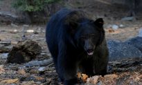 Officials Kill Young Black Bear That Became Local Selfie Celebrity