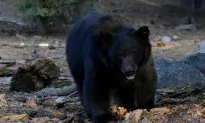 Video: Bear Takes Lasagna From Connecticut Home’s Freezer