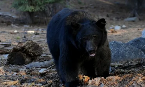 Black Bear Euthanized After Attacking Child Inside Tent at Montana Campground