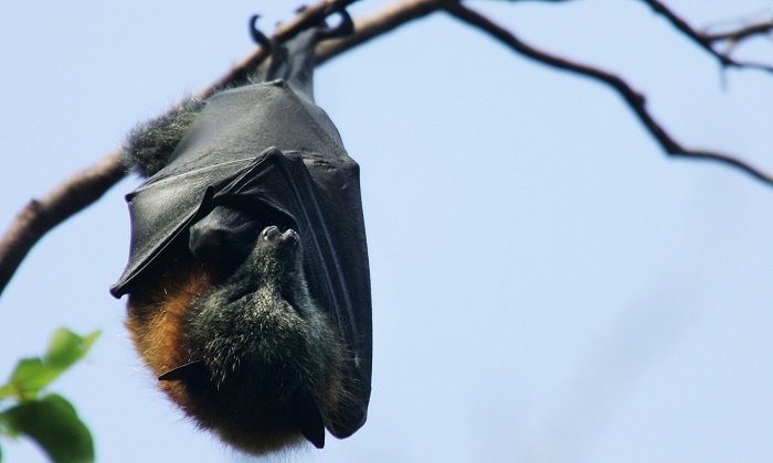 A file image of a flying fox – commonly known as a giant fruit bat – as it hangs from its roost in Sydney, Australia. (Ian Waldie/Getty Images)