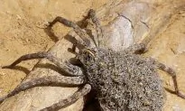 Man Sets House on Fire Trying to Kill a Large Spider