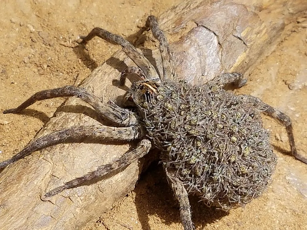 Female wolf spider with young at Northshore trail, Flower Mound, Texas, USA, on May 29, 2017. (Celtikkat/Wikipedia Commons)
