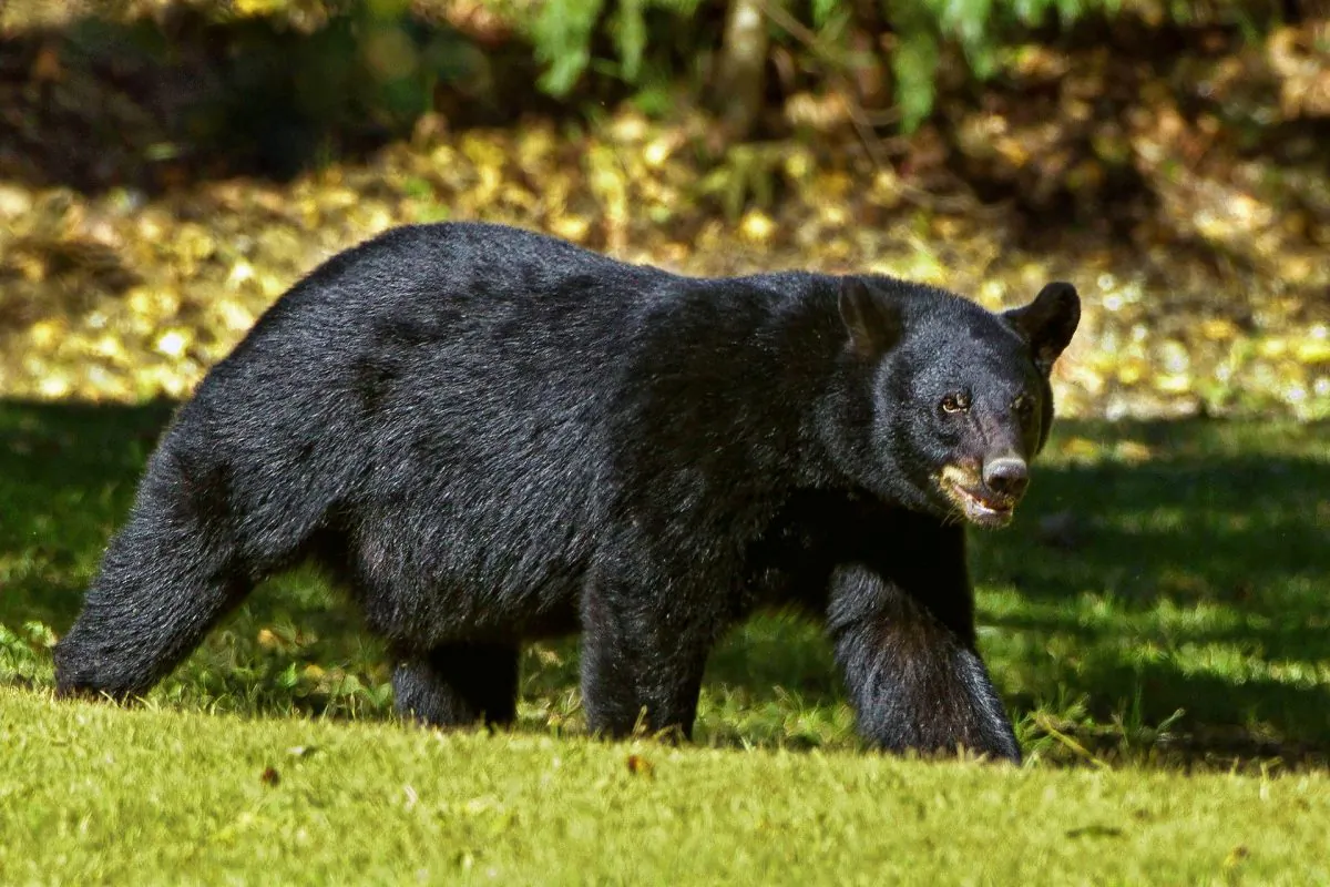 A black bear in a file image. (Pixabay / CCO)