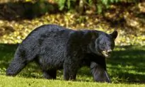 ‘You Don’t Have to Do This,’ Man Pleads With Black Bear As it Nearly Drowns Him