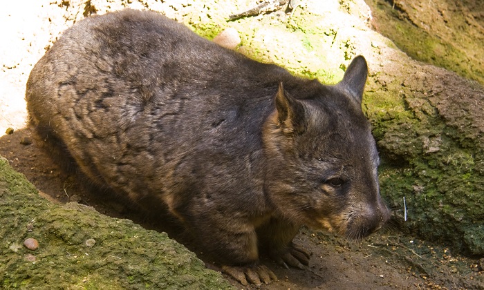 A woman came across a young wombat strolling up the pathway of a street in suburban Canberra. (Wikimedia Commons)