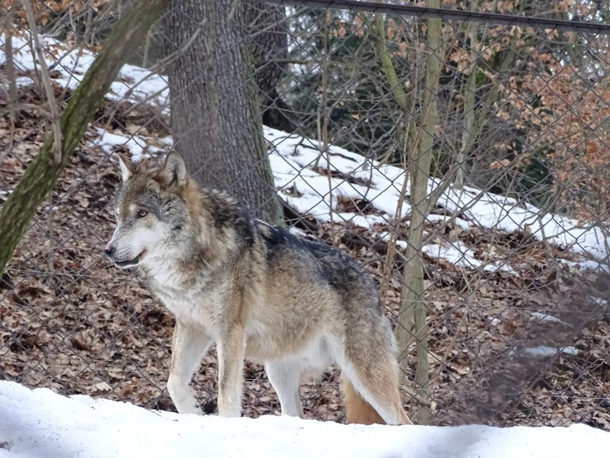 A gray wolf. (RKPhoto/{Pixabay [CC0 Creative Commons])