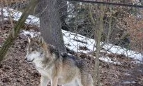 First Wolf Spotted in Belgium in Over a Century