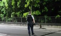 Wayward Wallaby Gets the Jump on Police in Sydney Harbour Bridge Chase