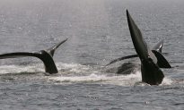 Government Lifts Speed Restrictions After Spotting No Whales in Shipping Lanes