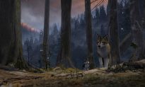 Film Review: ‘White Fang’