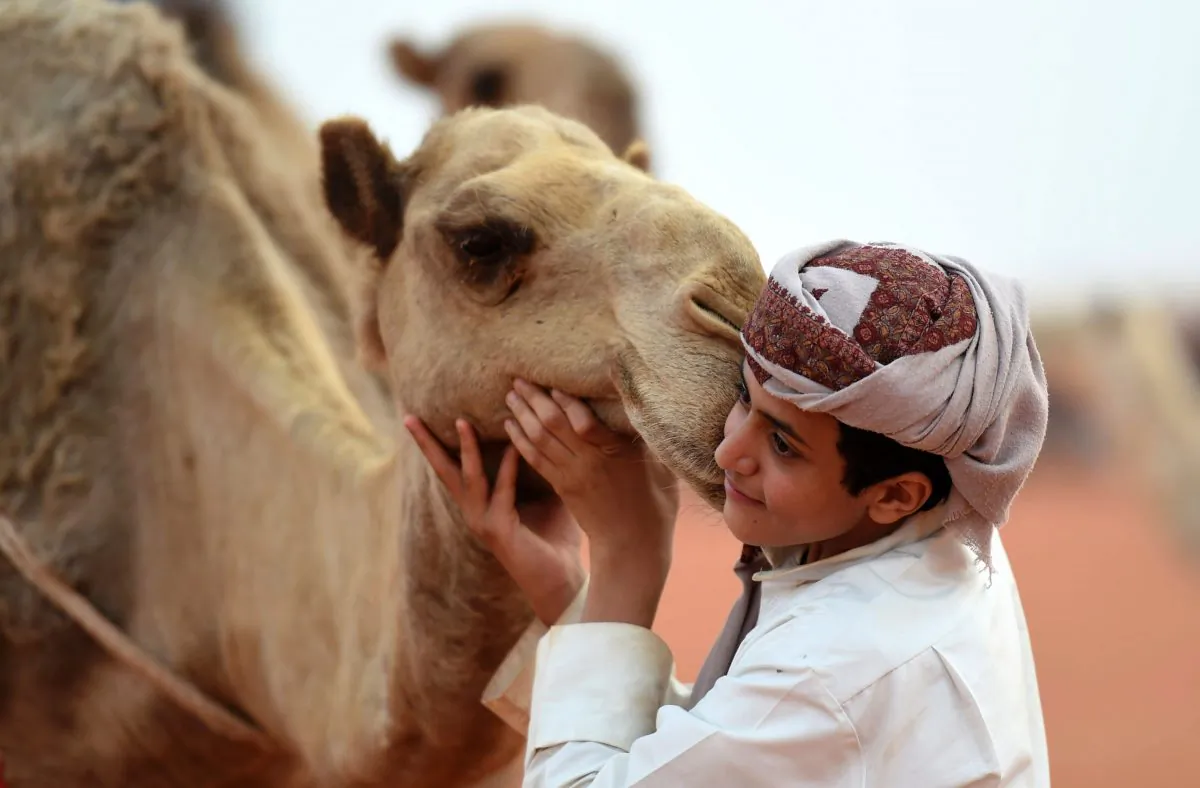 A Saudi boy poses for a photo with a camel at the annual King Abdulazziz Camel Festival in Rumah, some 150 kilometres east of Riyadh, on March 29, 2017. 
The 28-day King Abdulaziz Camel Festival features a camel beauty contest, known as Miss Camel with prizes amounting to $30 million. (FAYEZ NURELDINE/AFP/Getty Images)