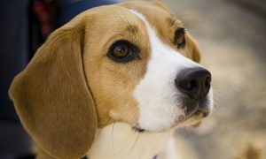 Honey the Beagle Loses More Than Half Her Weight to Save Her Life