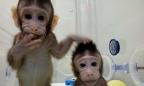 China Makes Frightening Advances in Cloning