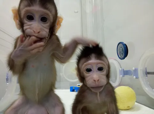 Zhongzhong and Huahua (China Institute of Neuroscience)