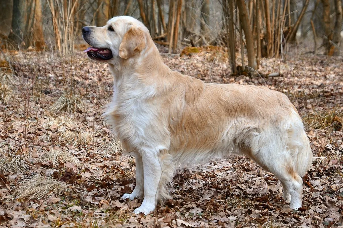 A stock photo of a golden retriever (Wikimedia Commons)