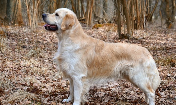 A stock photo of a golden retriever (Wikimedia Commons)