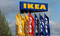 IKEA Praised After Allowing Stray Dogs to Sleep in Store During Winter