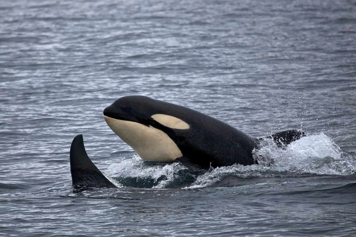 A killer whale. (Skeeze/Pixabay)