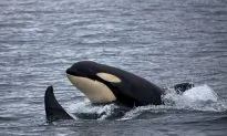 Conservationists File Legal Challenge to Trans Mountain Reapproval Over Whales