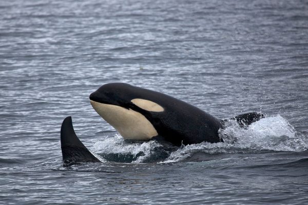 Epoch Times Photo