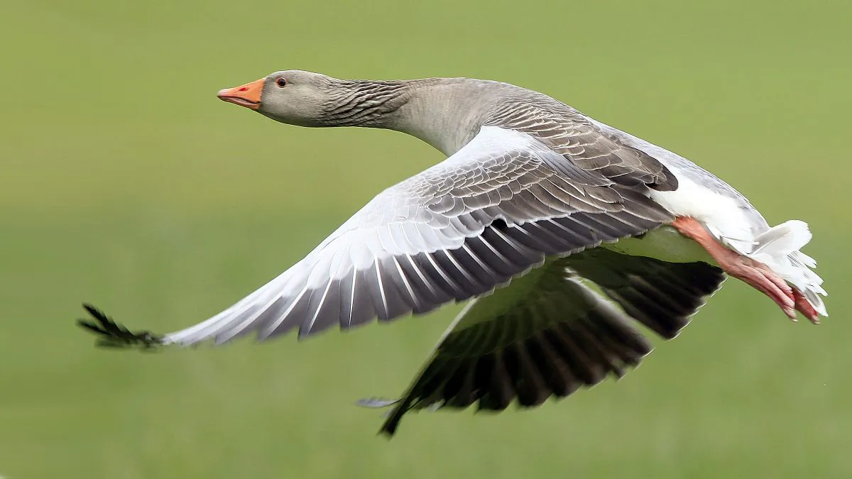 A Canada goose in flight. (Phil Inglis/Getty Images)
