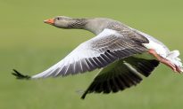 Dead Goose Fights Back—Hunter Knocked Out by Plummeting Prey