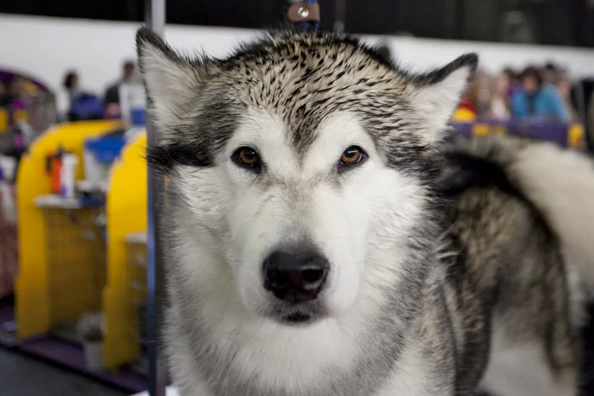 A husky at the Westminster Dog Show in New York, on Feb. 11, 2014. (Samira Bouaou/The Epoch Times)