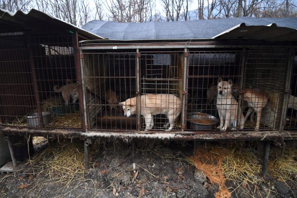 Epoch Times Photo
