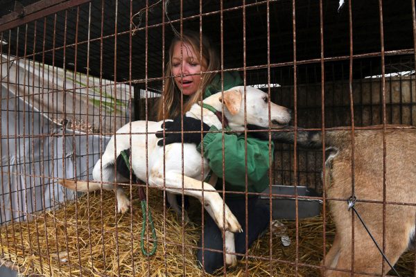 In this picture taken on November 28, 2017, Lola Webber of the Humane Society International (HSI) interacts with a dog in a cage at a dog farm during a rescue event, involving the closure of the farm organised by the HSI in Namyangju on the outskirts of Seoul.<br /> The tradition of consuming dog meat has declined as the nation increasingly embraces the idea of dogs as pets instead of livestock, with eating them now something of a taboo among young South Koreans. / AFP PHOTO / JUNG Yeon-Je / TO GO WITH SKorea-agriculture-food-dog, FEATURE by Jung Ha-Won (Photo credit should read JUNG YEON-JE/AFP/Getty Images)
