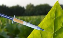 Smokin’ New Technology to Produce Flu Vaccines