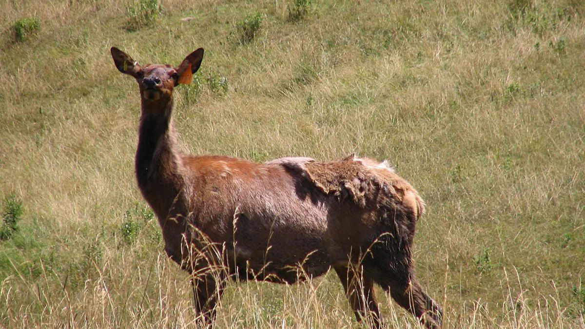 A cow elk (commons.wikimedia.org)