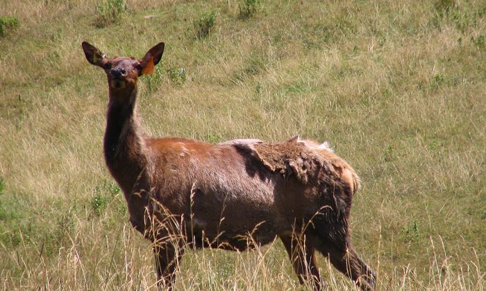 A cow elk (commons.wikimedia.org)